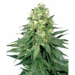 White Widow Feminizada de Medical Seeds