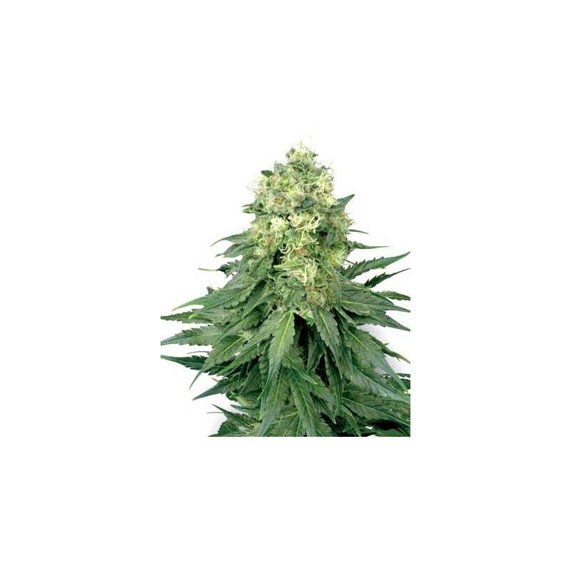 White Widow Feminizada de Medical Seeds