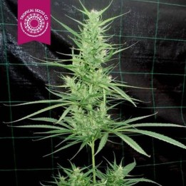 Zambian Regular Feminizada de Tropical Seeds