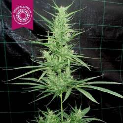 Zambian Regular Feminizada de Tropical Seeds