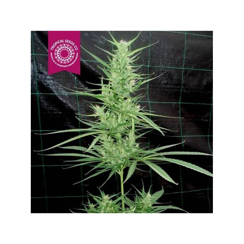 Zambian Regular Feminizada de Tropical Seeds