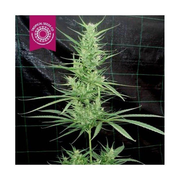Zambian Regular Feminizada de Tropical Seeds