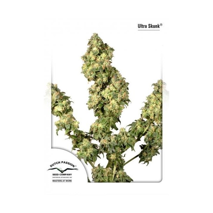 Ultra Skunk Feminizada de Dutch Passion