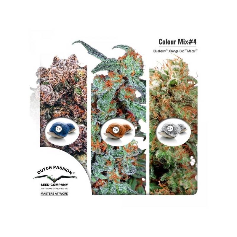 Mix 4 Feminizada de Dutch Passion