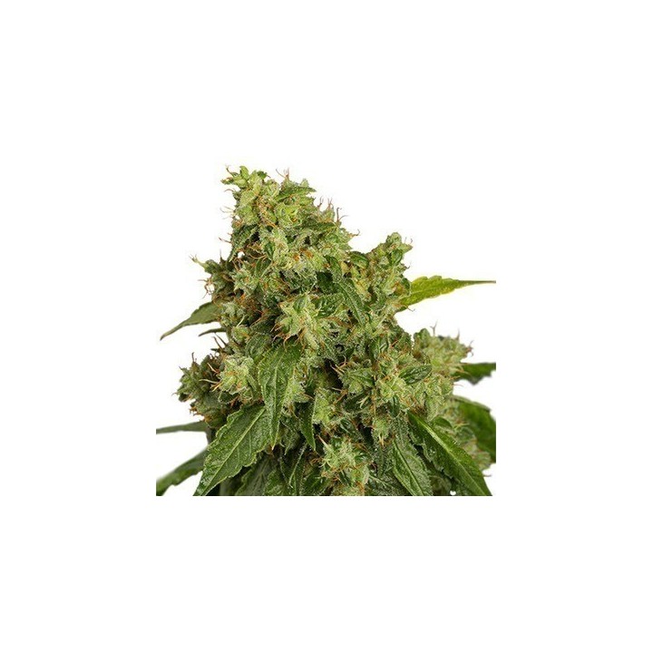 Xtreme Autofloreciente Feminizada de Dutch Passion