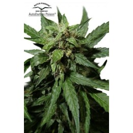 Durban Poison Autofloreciente Feminizada de Dutch Passion
