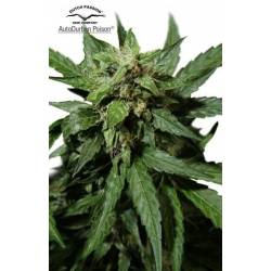 Durban Poison Autofloreciente Feminizada de Dutch Passion