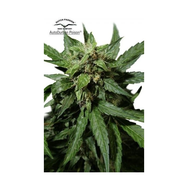 Durban Poison Autofloreciente Feminizada de Dutch Passion