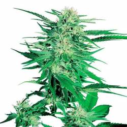 Big Bud Regular de Sensi Seeds