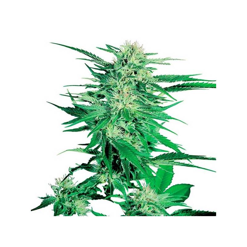 Big Bud Regular de Sensi Seeds