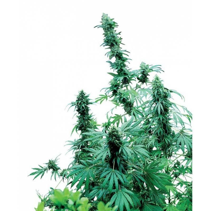 Early Skunk Regular Early Skunk Regular
