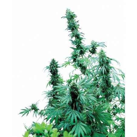 Early Skunk Regular Early Skunk Regular
