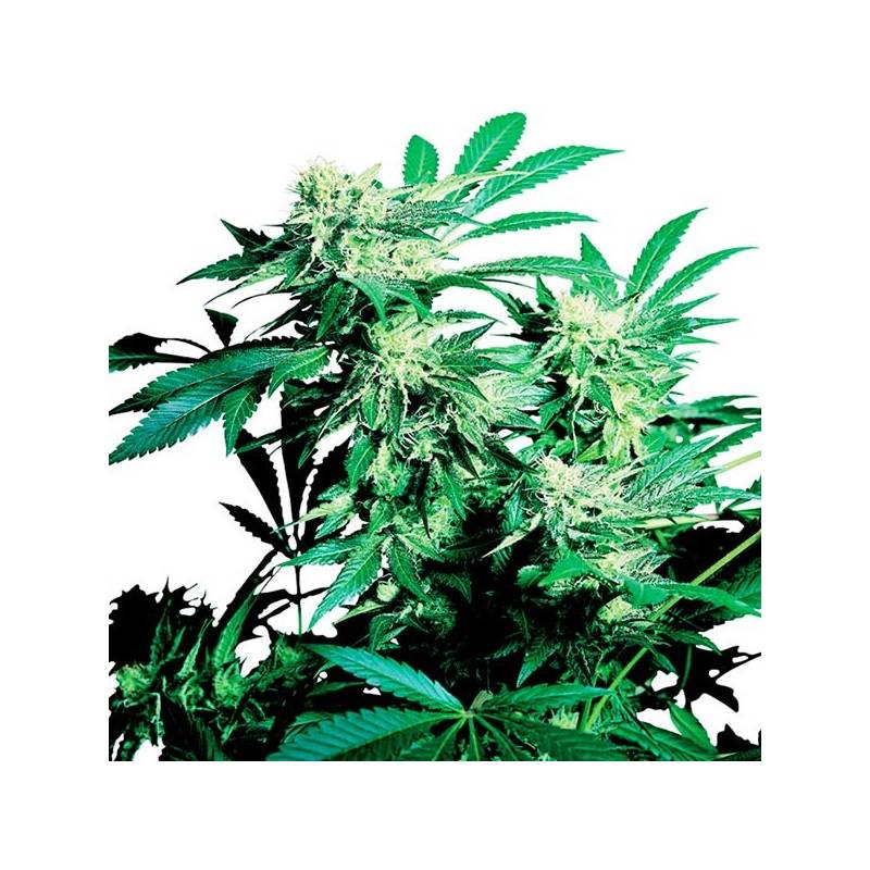 Skunk Kush Regular de Sensi Seeds