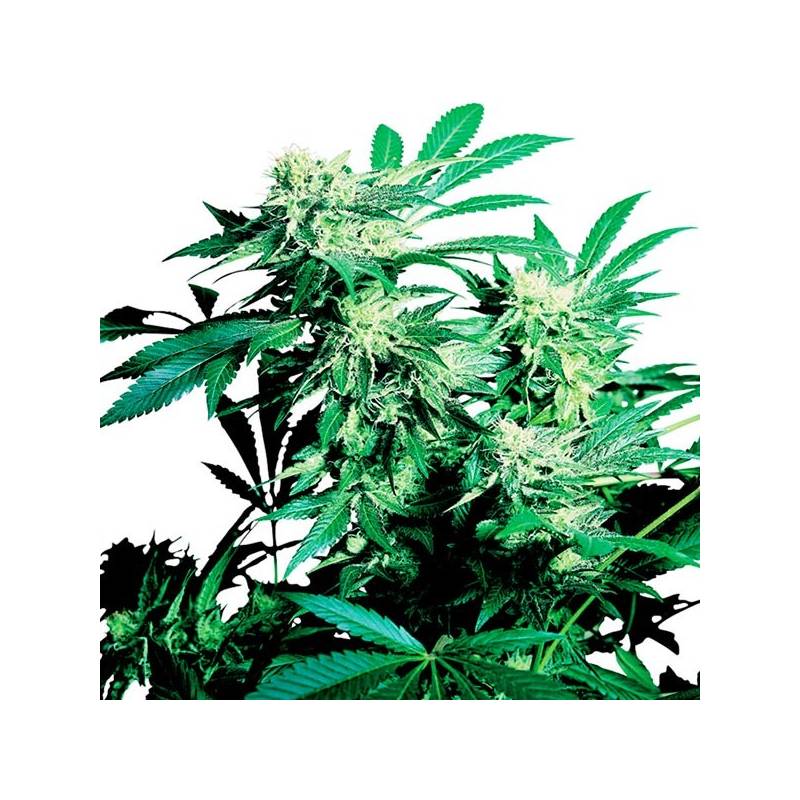 Skunk Kush Regular Skunk Kush Regular