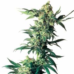 Northern Lights Feminizada de Sensi Seeds