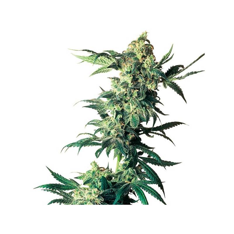 Northern Lights Feminizada de Sensi Seeds Northern Lights Feminizada de Sensi Seeds
