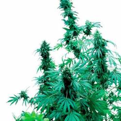 Early Skunk Feminizada de Sensi Seeds