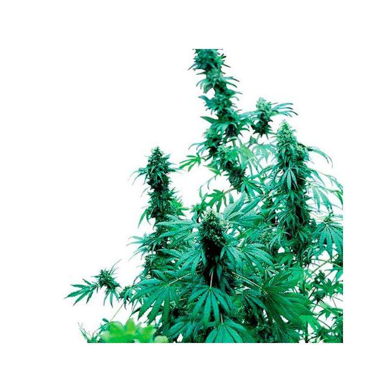 Early Skunk Feminizada de Sensi Seeds