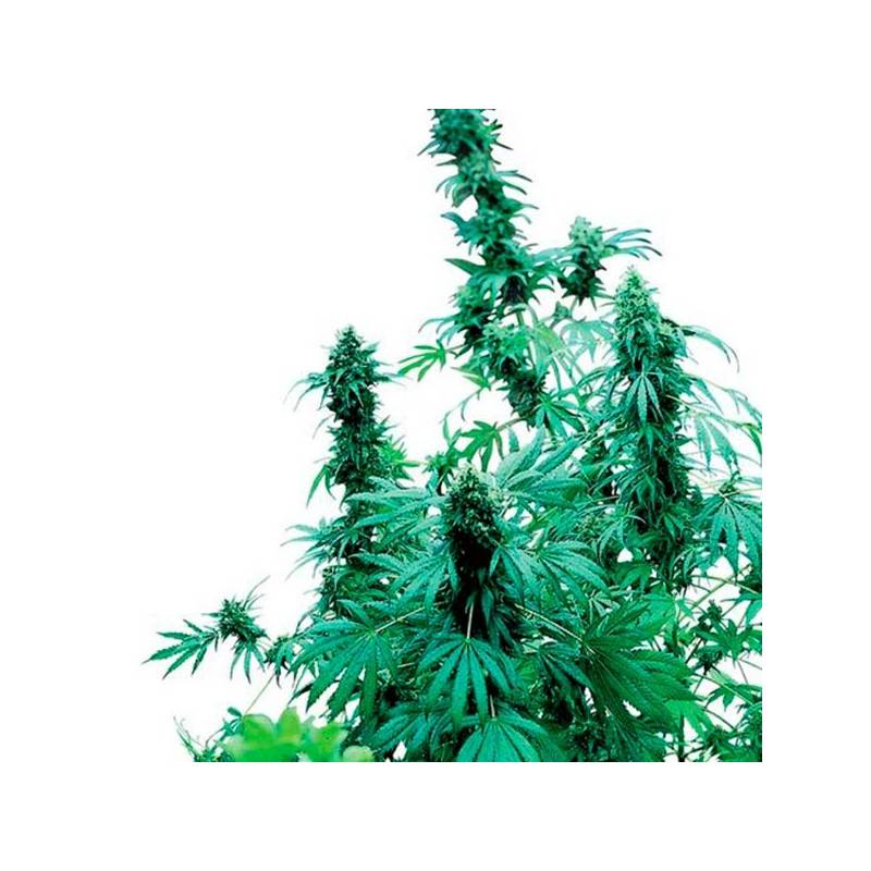 Early Skunk Feminizada Early Skunk Feminizada