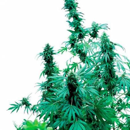 Early Skunk Feminizada Early Skunk Feminizada