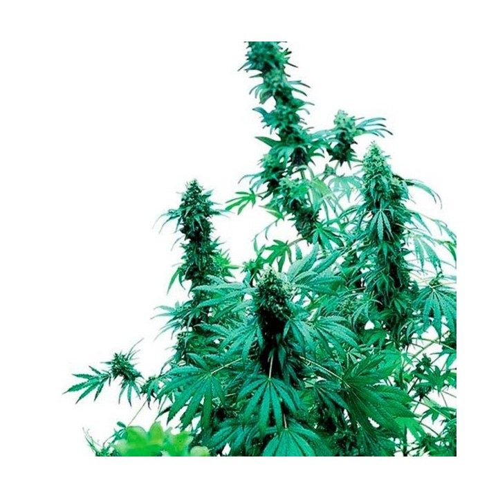 Early Skunk Feminizada de Sensi Seeds