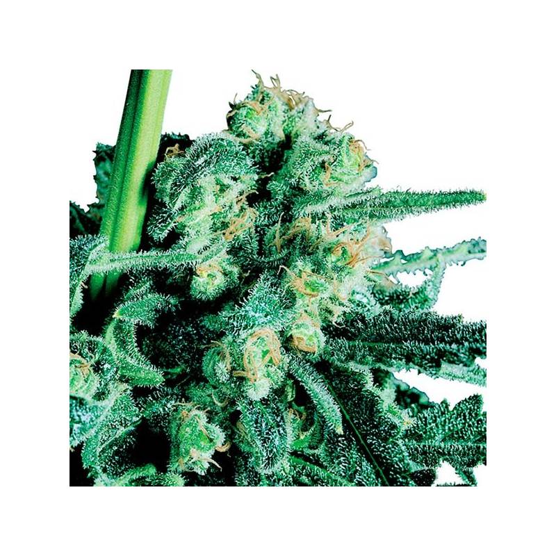 Sensi Skunk Regular de Sensi Seeds