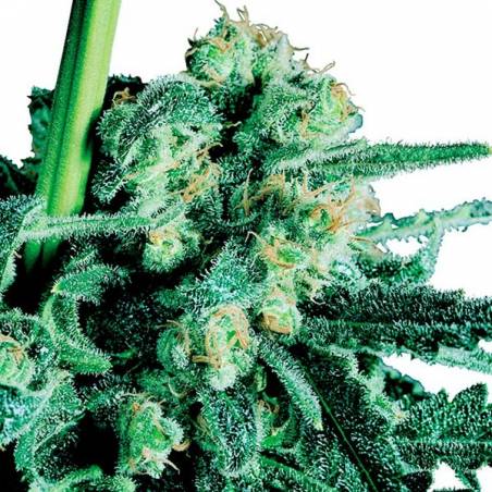 Sensi Skunk Regular Sensi Skunk Regular