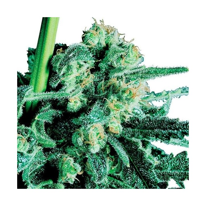 Sensi Skunk Regular de Sensi Seeds