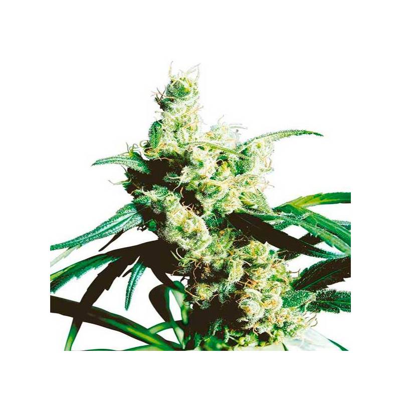 Silver Haze Regular de Sensi Seeds