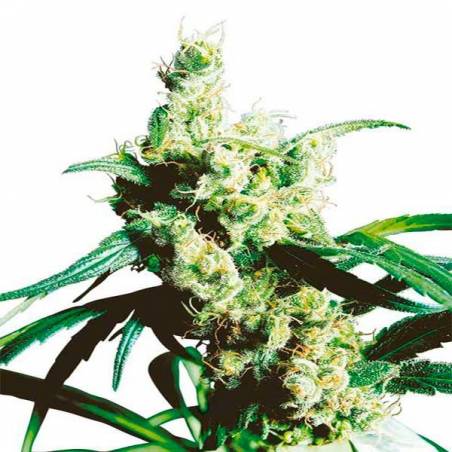 Silver Haze Silver Haze