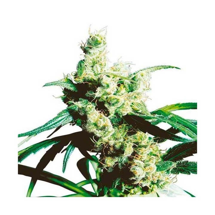 Silver Haze Regular de Sensi Seeds