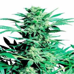 Shiva Skunk Regular de Sensi Seeds