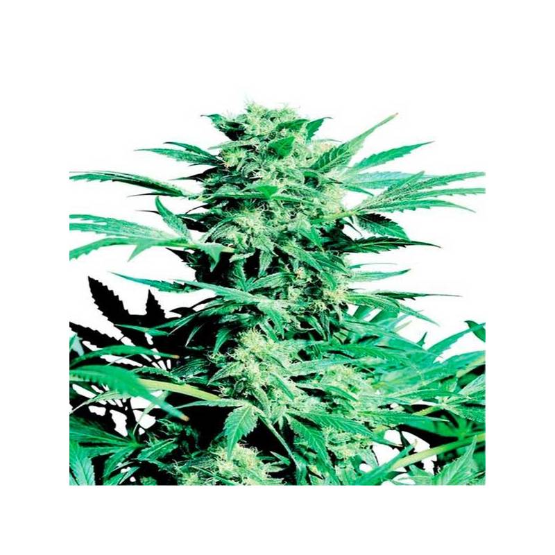 Shiva Skunk Regular de Sensi Seeds