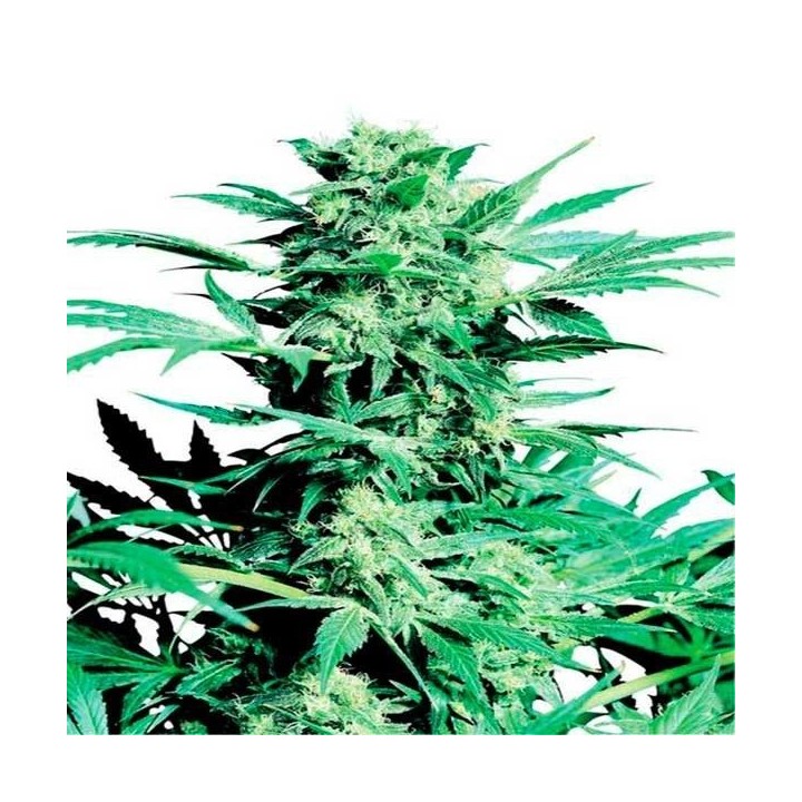 Shiva Skunk Regular de Sensi Seeds