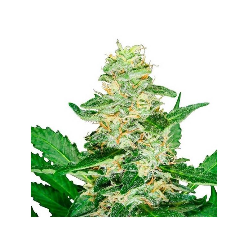 Super Skunk Autofloreciente Feminizada de Sensi Seeds