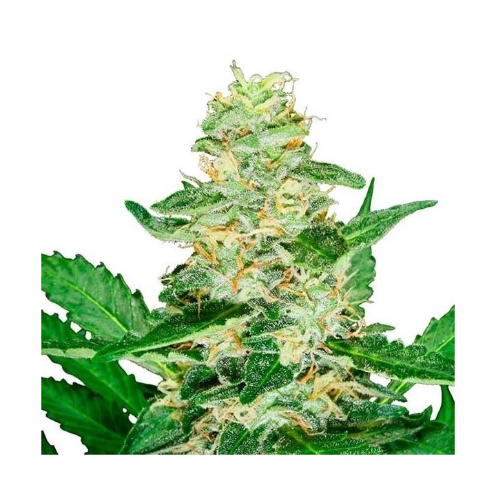 Super Skunk Autofloreciente Feminizada de Sensi Seeds
