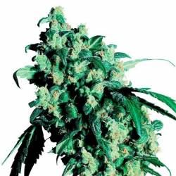 Super Skunk Regular de Sensi Seeds