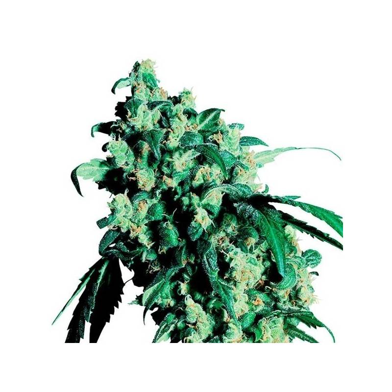 Super Skunk Regular de Sensi Seeds