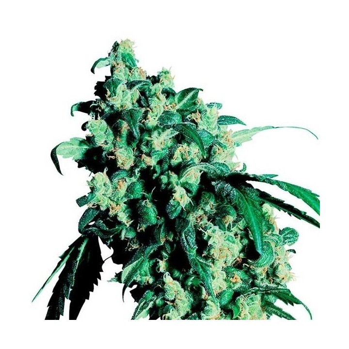 Super Skunk Regular de Sensi Seeds