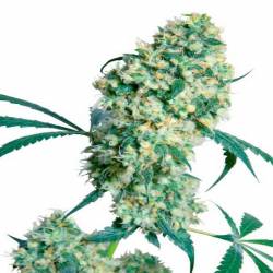 Ed Rosenthal Super Bud Regular de Sensi Seeds