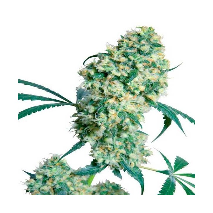 Ed Rosenthal Super Bud Regular de Sensi Seeds
