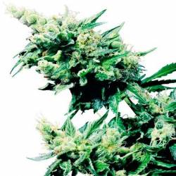 Hash Plant Regular de Sensi Seeds