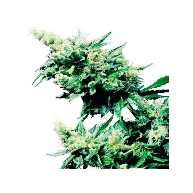 Hash Plant Regular de Sensi Seeds