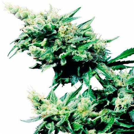 Hash Plant Regular Hash Plant Regular