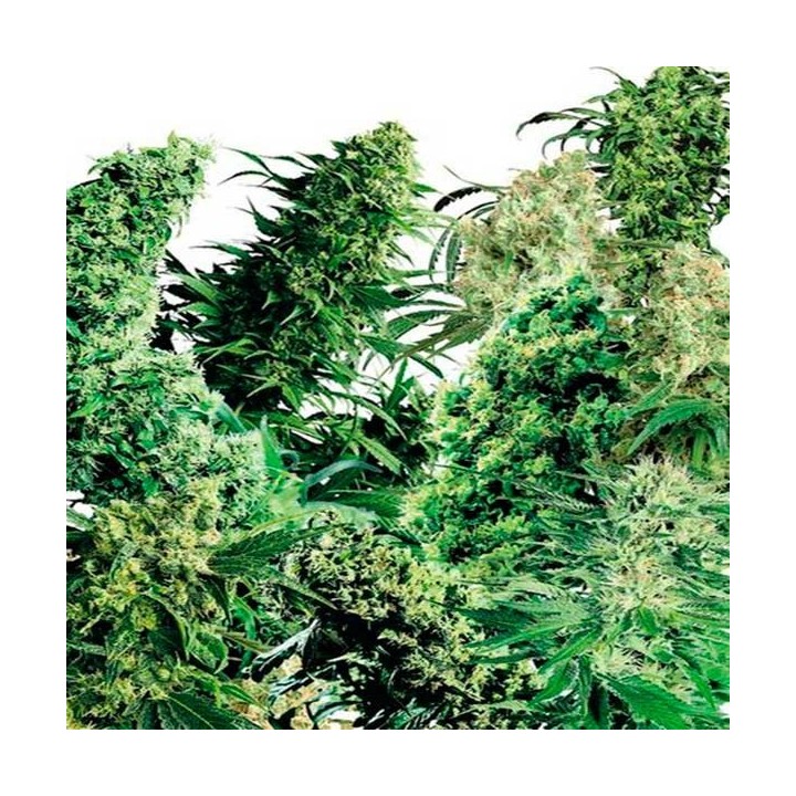 Indoor Mix Regular de Sensi Seeds