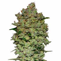 Biodiesel Mass Autofloreciente Feminizada de Advanced Seeds