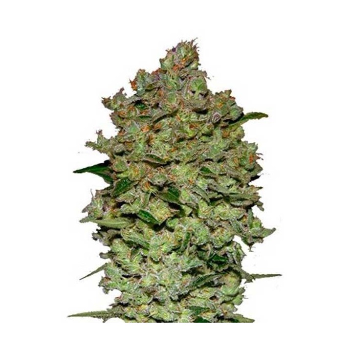 Biodiesel Mass Autofloreciente Feminizada de Advanced Seeds