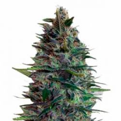 Blue Diesel Autofloreciente Feminizada de Advanced Seeds