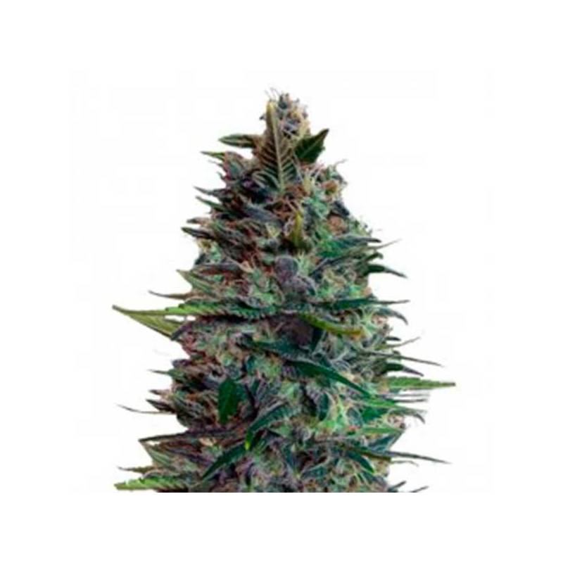 Blue Diesel Autofloreciente Feminizada de Advanced Seeds