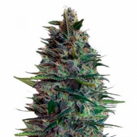 Auto Blue Diesel Auto Blue Diesel